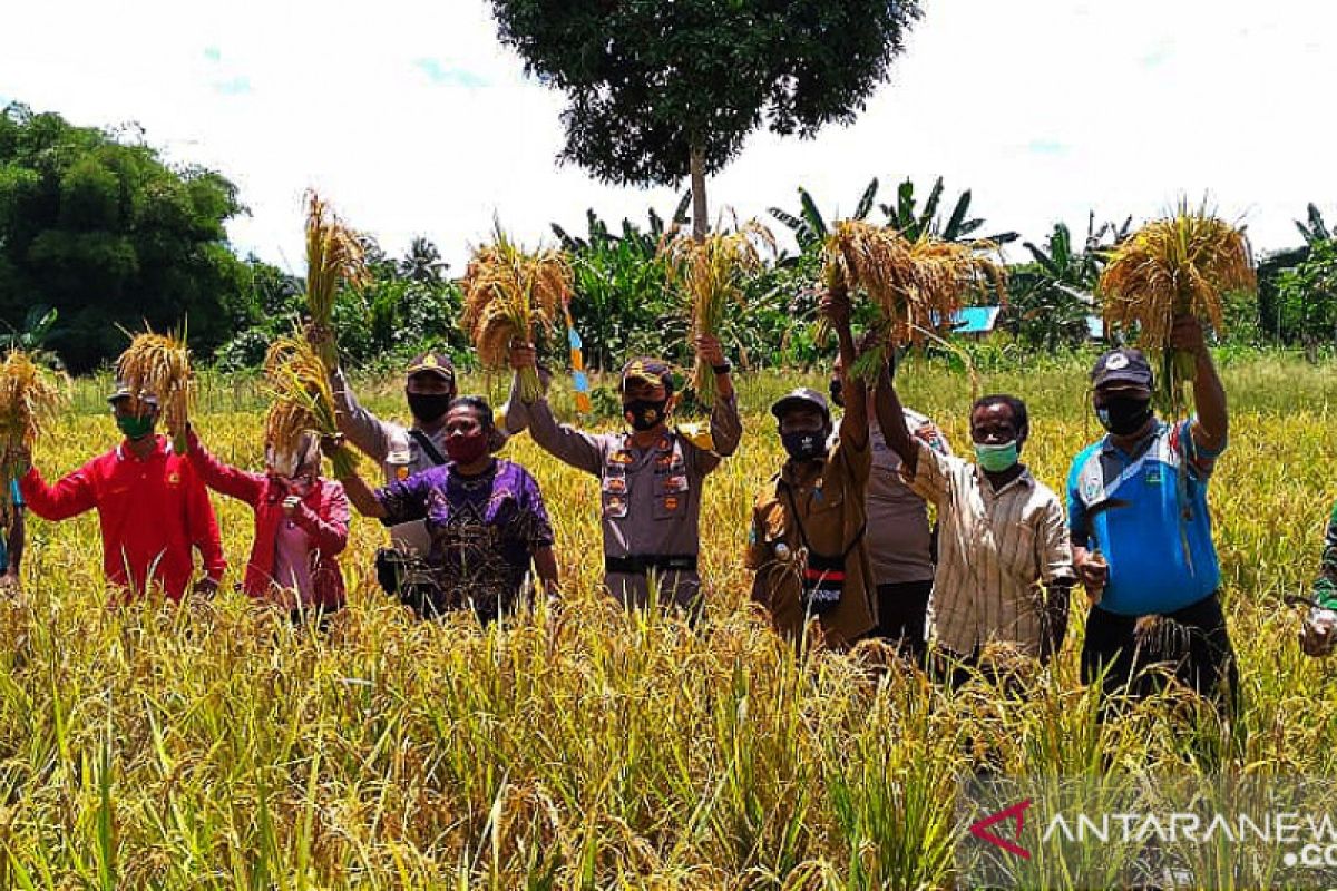 Petani lokal Teluk Wondama berhasil kembangkan padi ladang