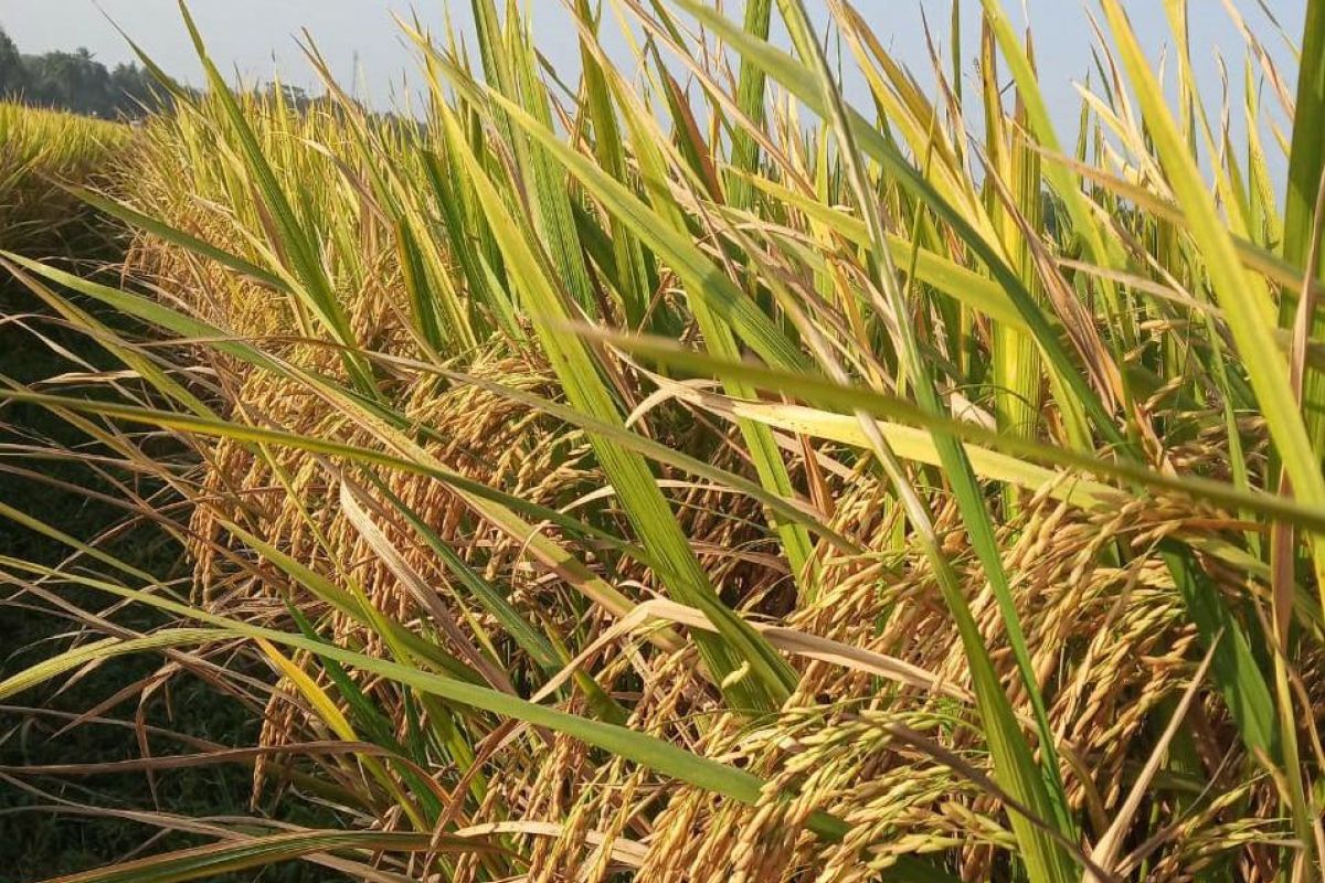 Kementan loloskan 15 calon varietas padi sawah berprotein tinggi