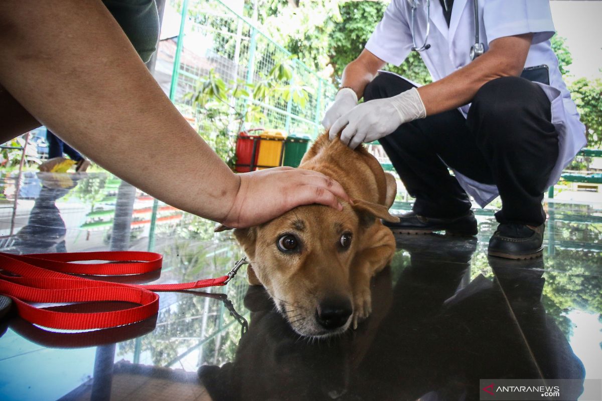 Jakbar genjot program vaksinasi rabies untuk hewan peliharaan