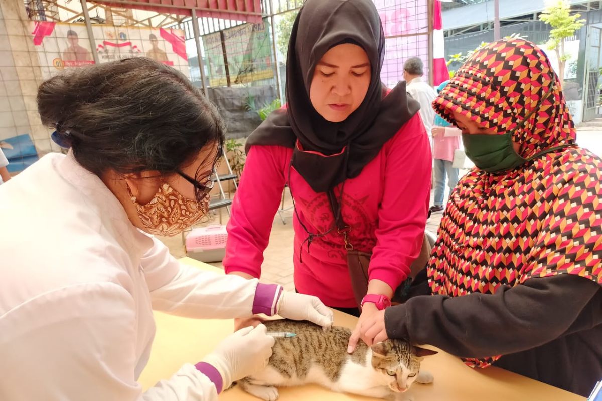 Sudin KPKP Jakarta Barat vaksinasi 4.826 hewan penular rabies