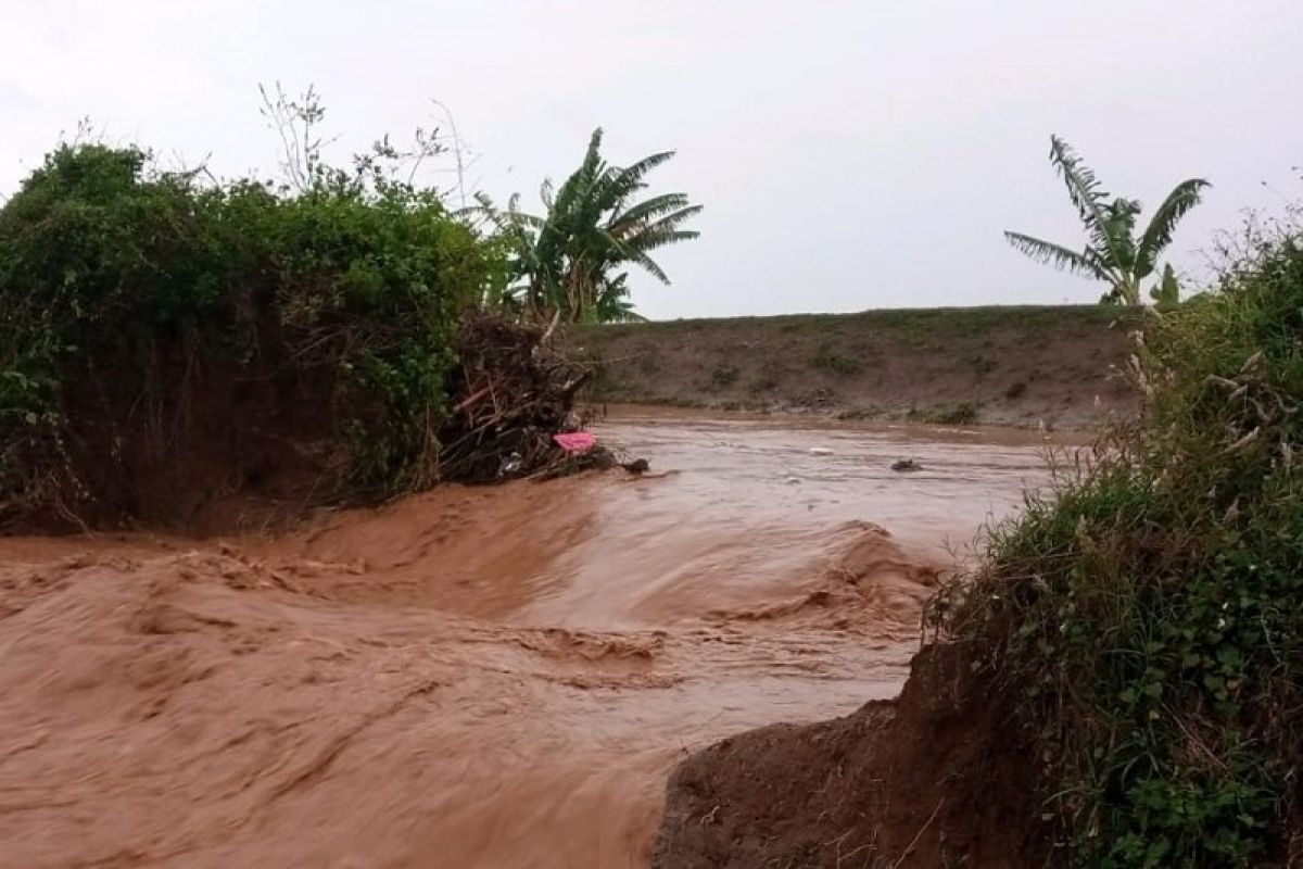 Tanggul sungai di Pati jebol, padi siap panen terendam