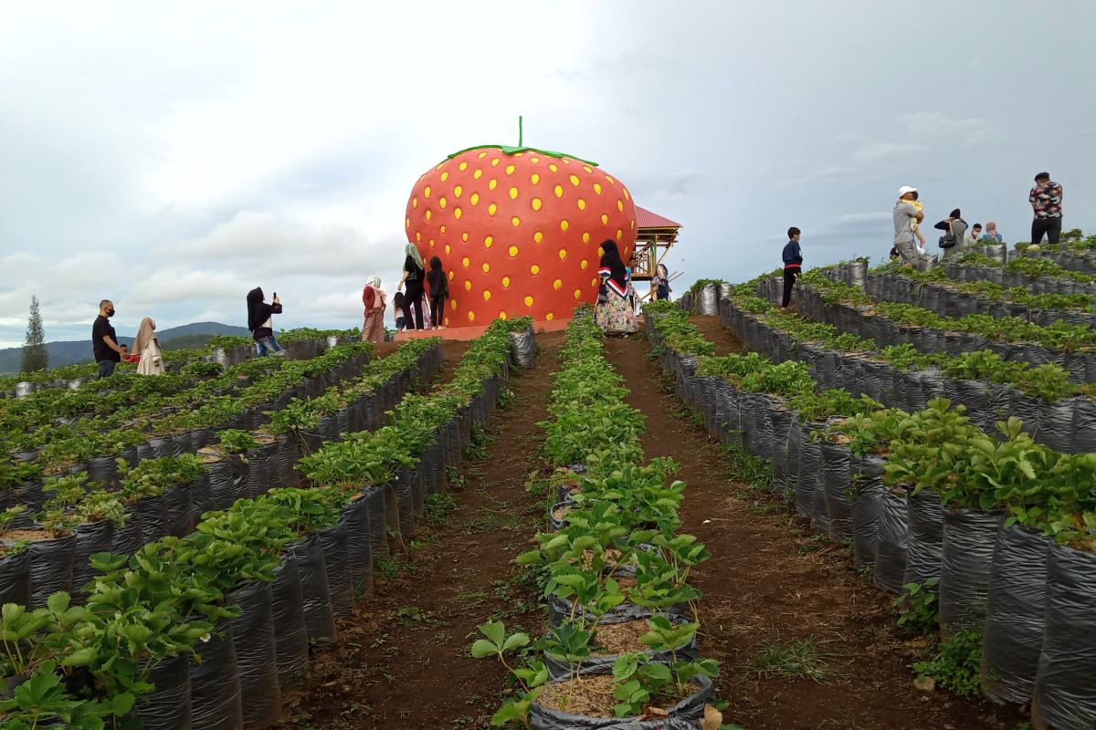 Kreatif, warga Alahan Panjang Kabupaten Solok kreasikan kebun stroberi jadi objek wisata