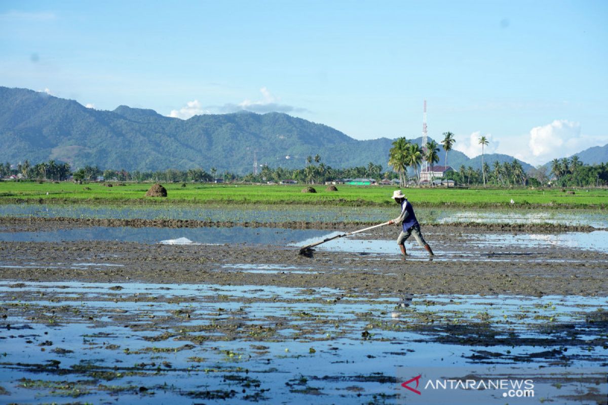 Nilai Tukar Petani Gorontalo naik 0,49 persen