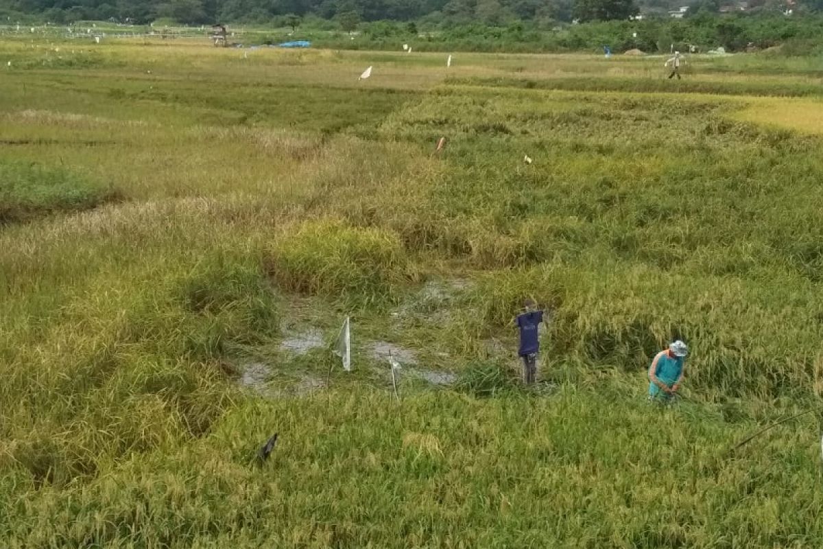 Padi siap panen di Pelayangan Kota Jambi