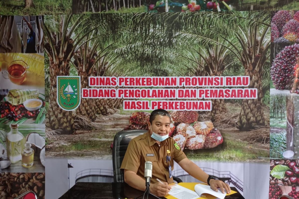 Iklim La Nina picu kenaikan harga sawit Riau