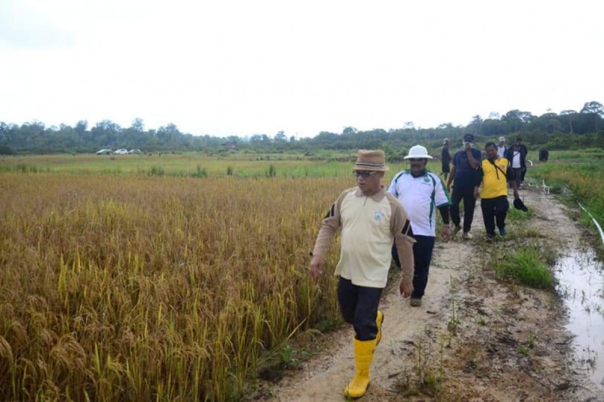 Panen padi di Kabupaten Lingga turun