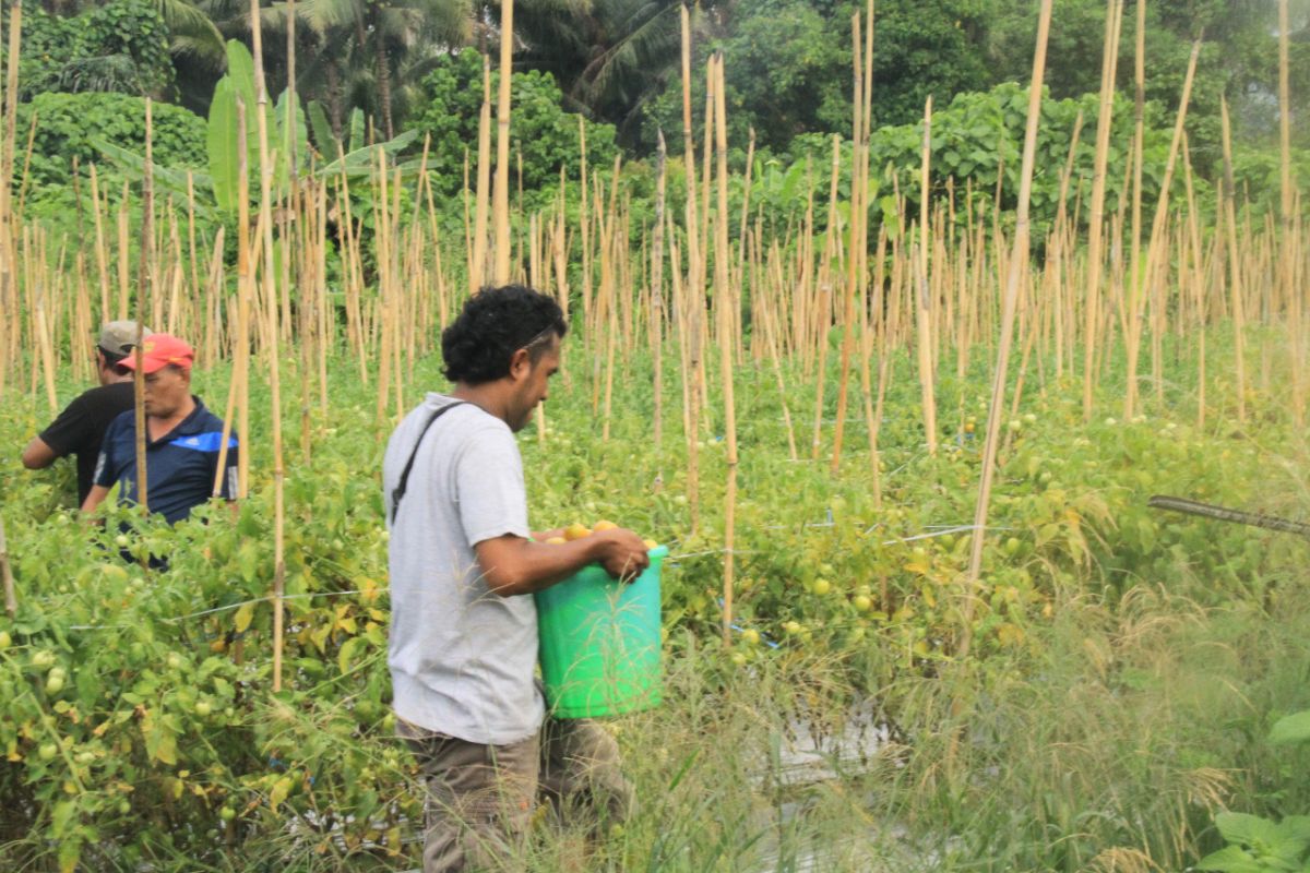 Luas panen padi di Malut  2020 sebesar 10.608 hektare