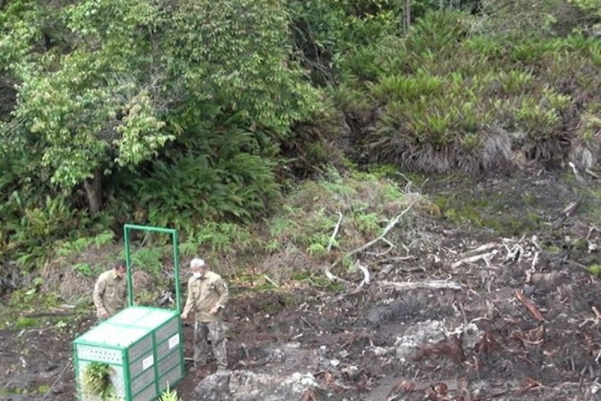 BBKSDA Sumut lepasliarkan harimau Sumatera ke TNGL Gayo Lues