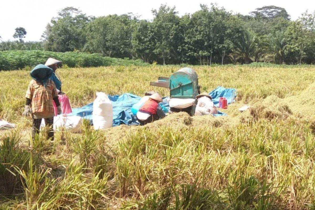 Lampung optimalkan budidaya padi gogo untuk tingkatkan produksi beras