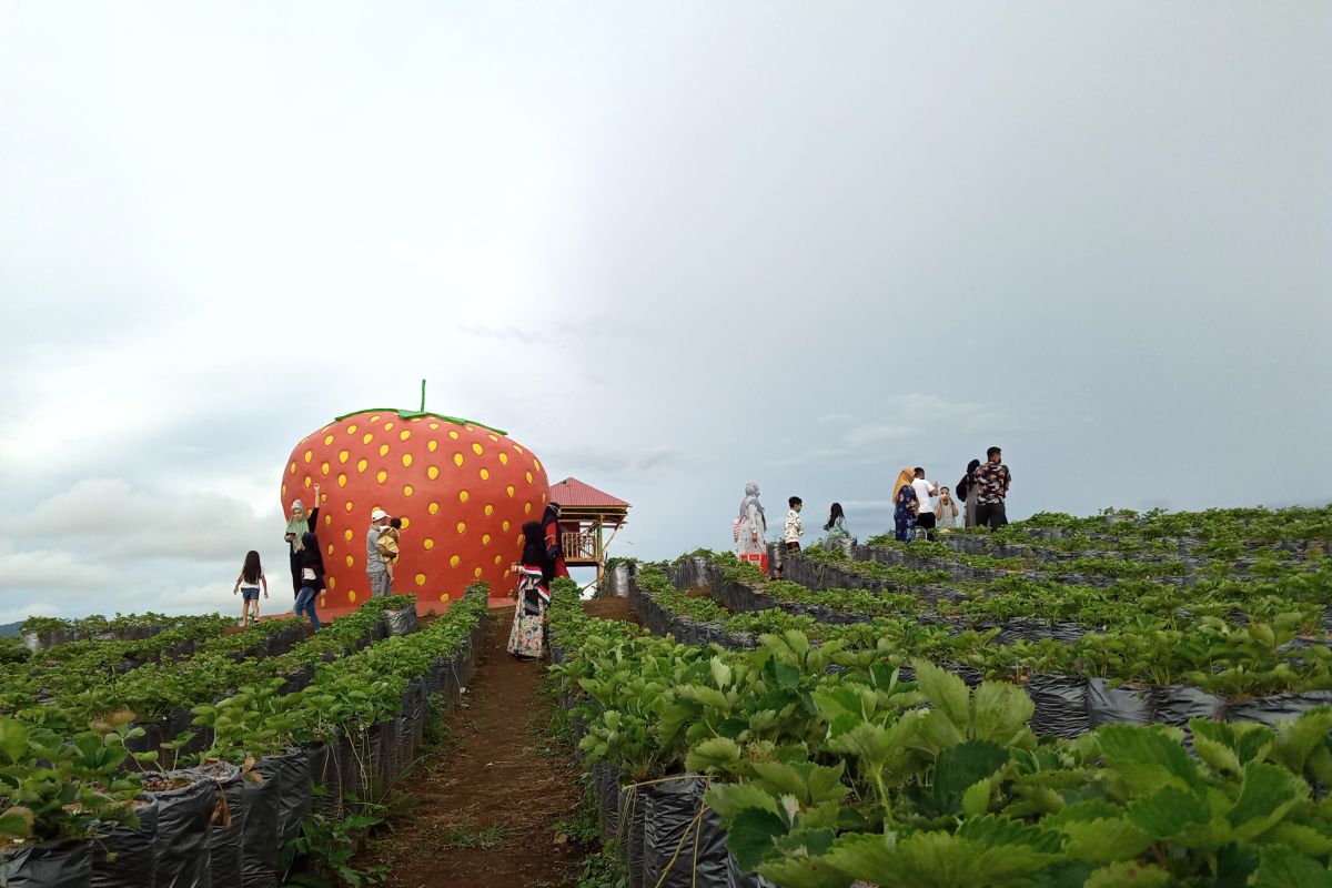 Strawberry Garden in Solok becomes a new tourist attraction