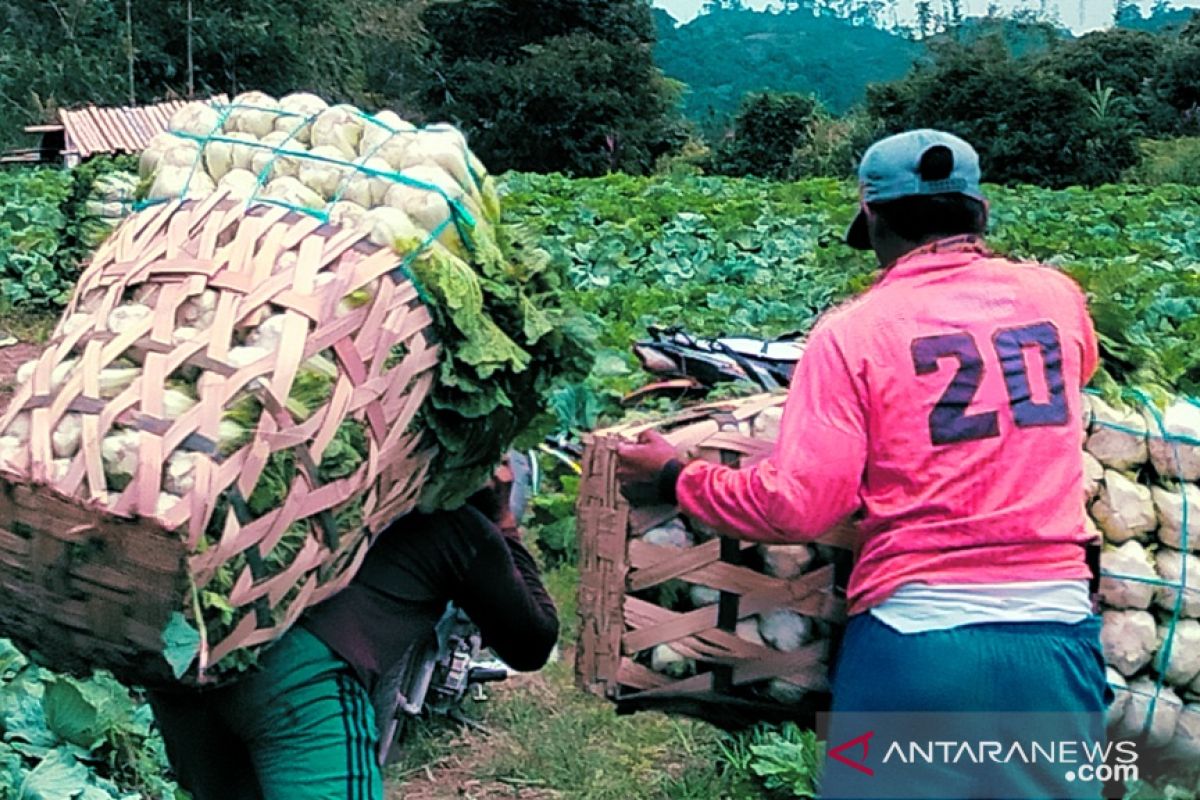 Petani Rejang Lebong kesulitan dapatkan pupuk bersubsidi