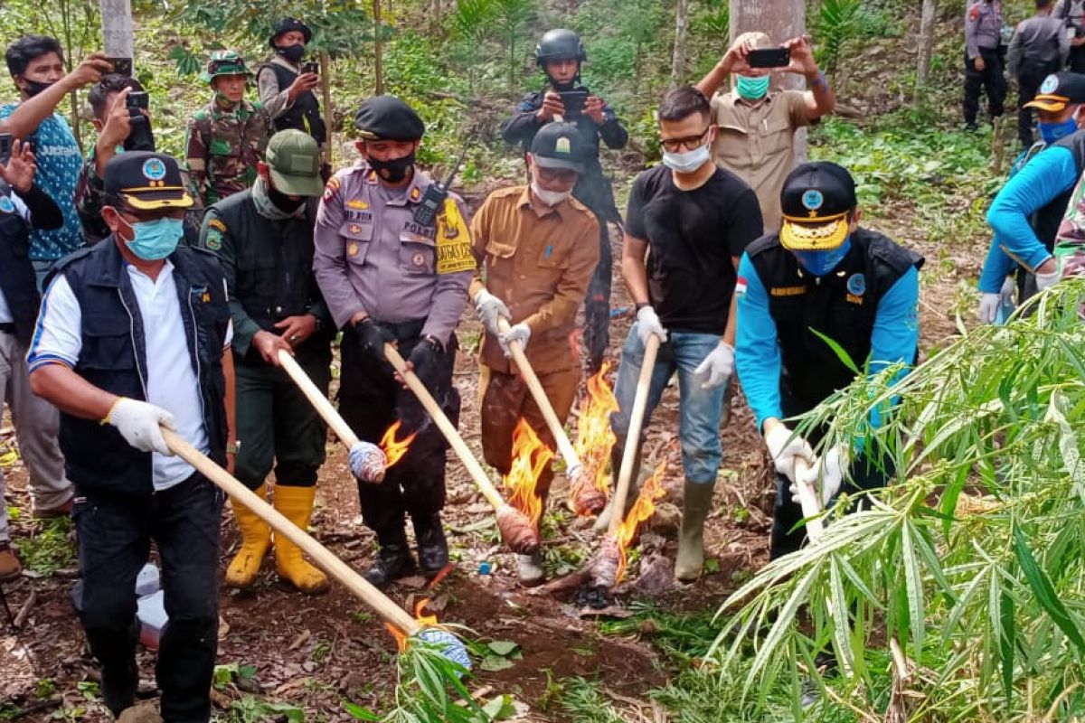 BNN RI musnahkan lima hektar ladang ganja di Aceh Utara
