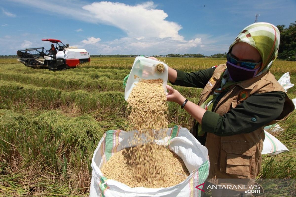 Luas panen padi 2020 di Sultra mencapai 132,99 ribu hektare