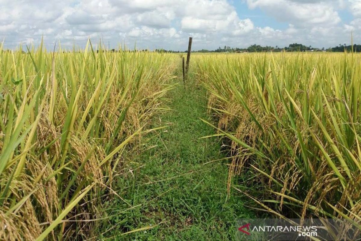 BPS catat pertanian topang pertumbuhan ekonomi triwulan III-2020