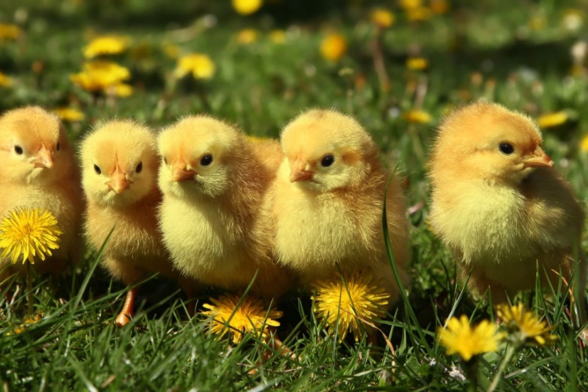 Ayam petelur bebas kandang jadi tren di Indonesia