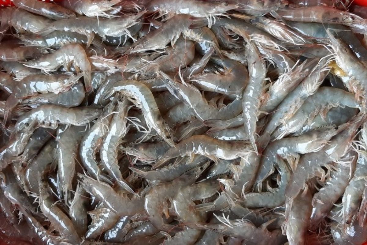 Asosiasi Akuakultur dorong penggunaan probiotik untuk tingkatkan daya tahan komoditas udang