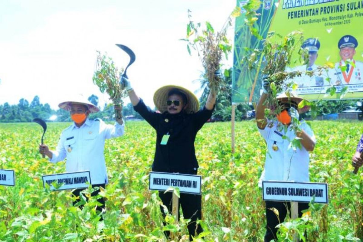 Menteri Pertanian hadiri panen raya kedelai di Polewali Mandar Sulbar