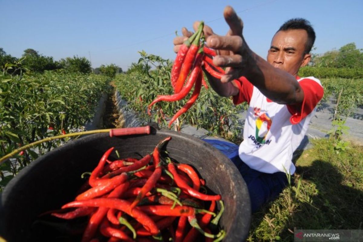 Kenaikan harga cabai merah dorong inflasi di Kota Madiun