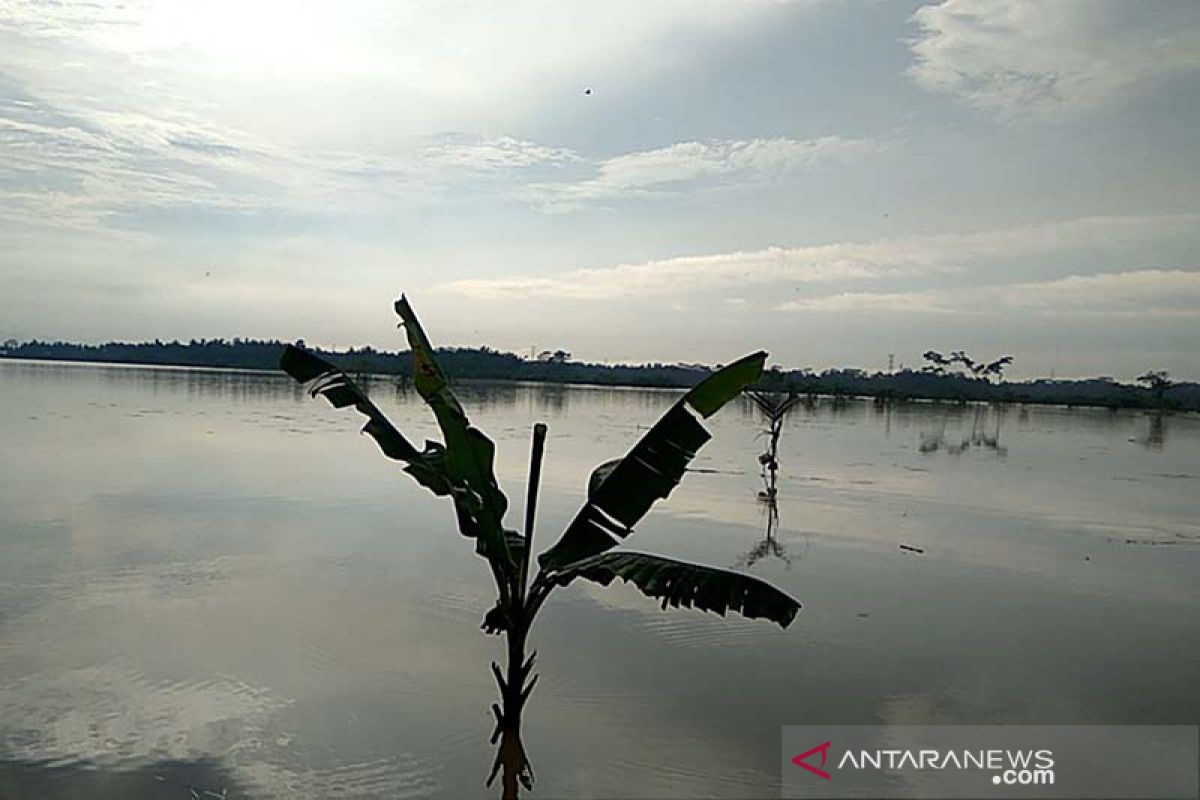 Ratusan hektare sawah di Cilacap terdampak banjir