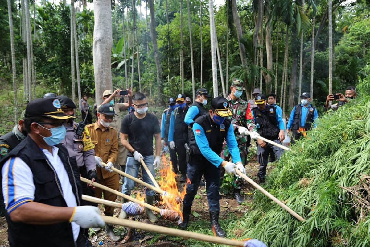 BNN musnahkan lima hektare ladang ganja di Aceh Utara
