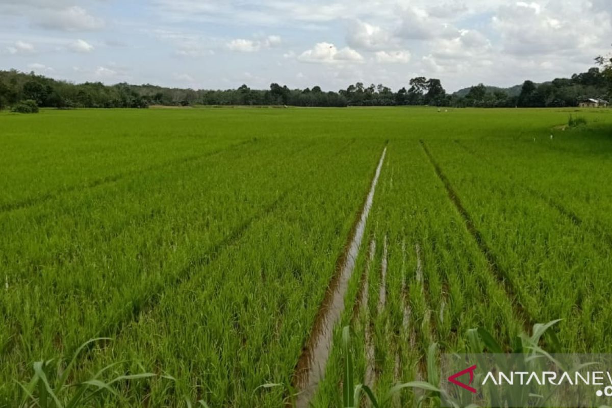 Produksi padi Kalbar Januari - September 717. 410 ton GKG