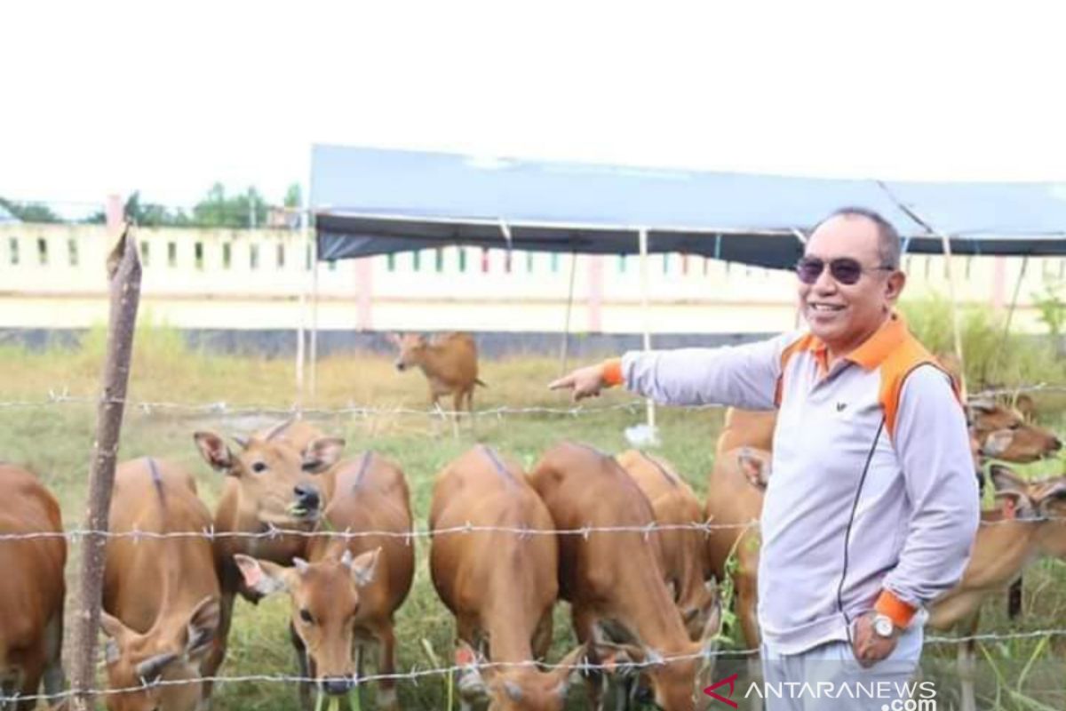 Bupati ingin  jadikan Buol penyuplai daging sapi untuk ibu kota negara