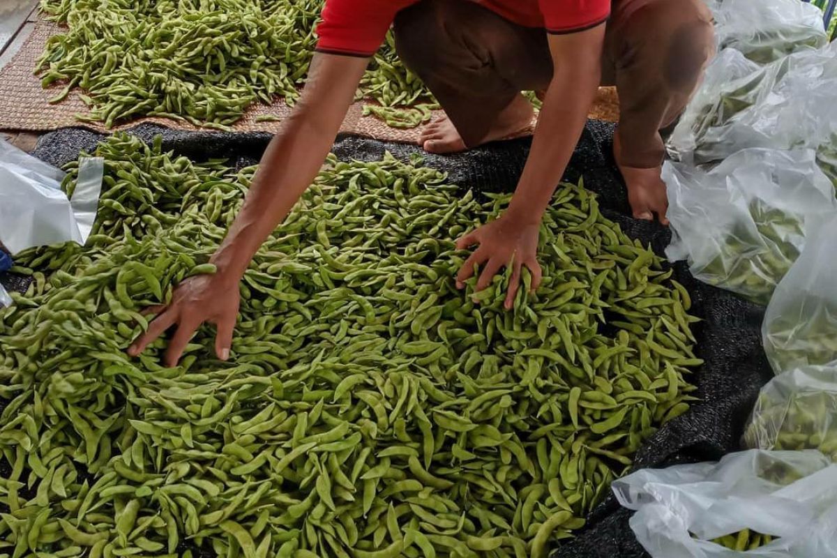 Tabalong's farmers reap benefit from edamame