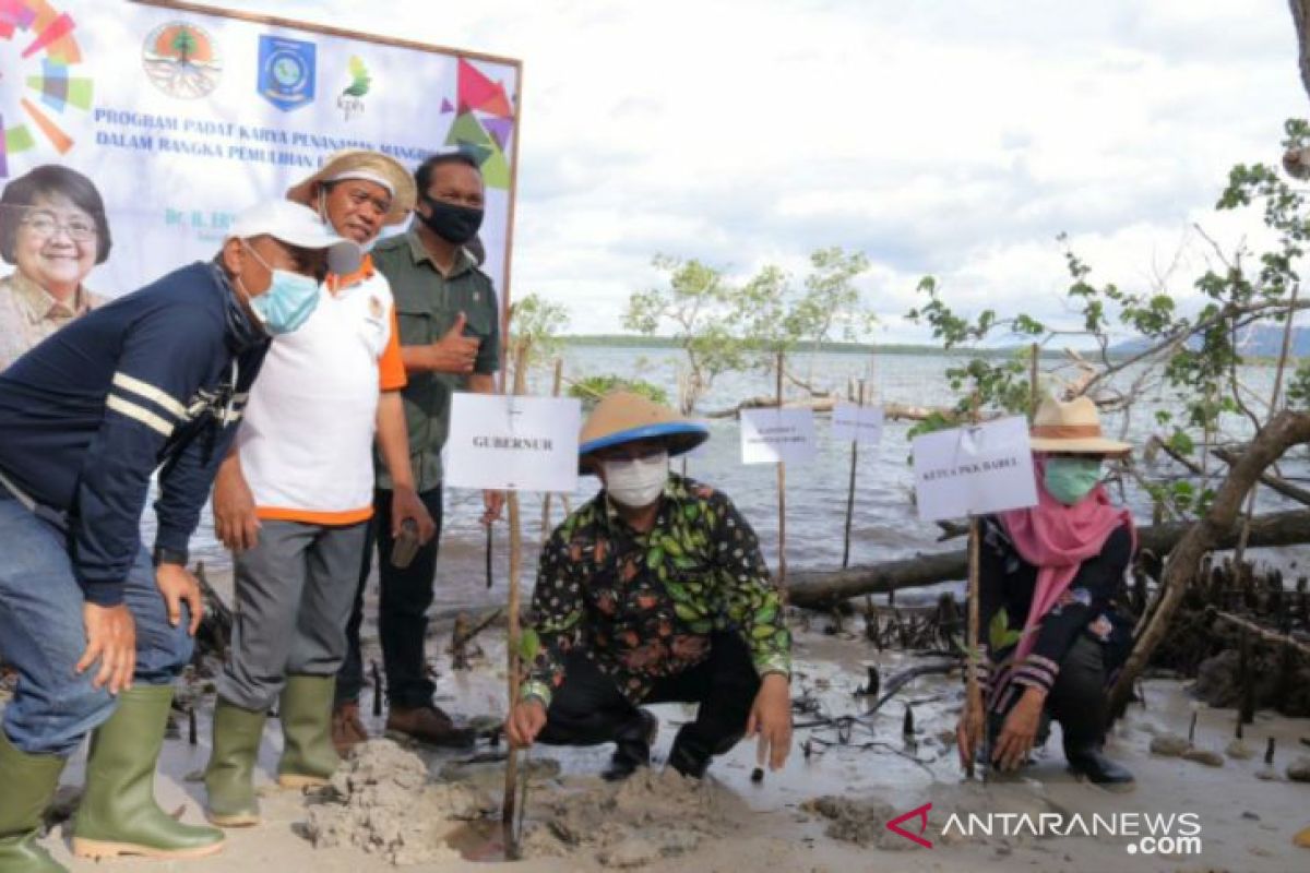 Gubernur Erzaldi tanam mangrove di Kelapa Kampit