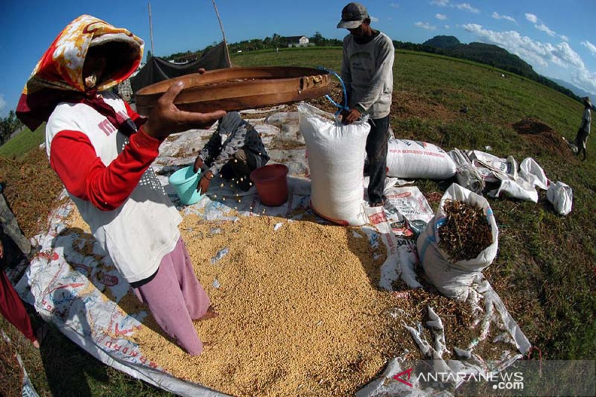Mentan genjot produksi kedelai di Polewali Mandar Sulawesi Barat
