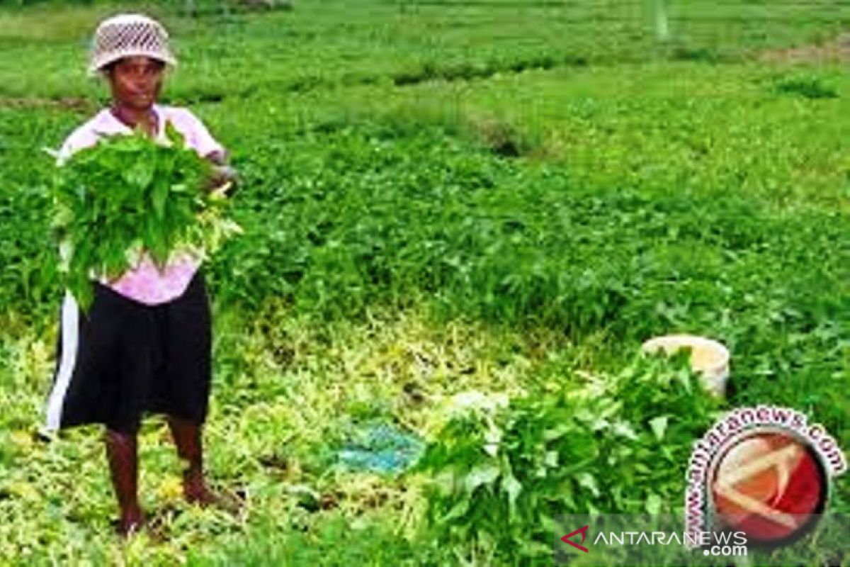 BPS: Nilai tukar petani Papua turun minus 0,26 persen