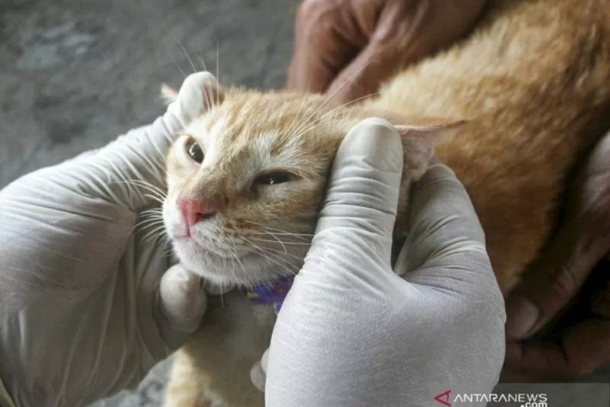 Anggota Brimob lempar kucing ke parit karena kesal makanannya direbut