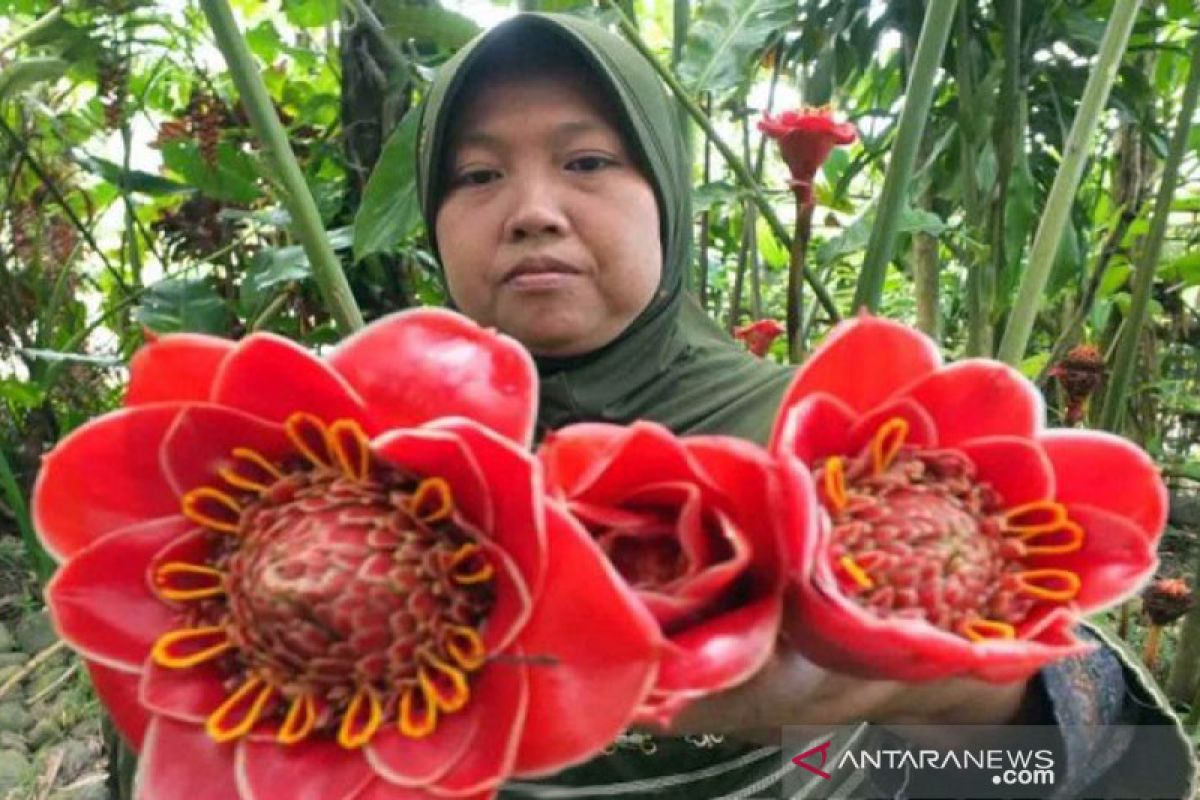 Kecombrang terpilih sebagai maskot pada HCPSN 2020