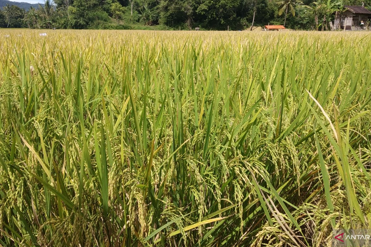 Terbukti hasil panen lebih banyak, warga Kamang Mudiak Agam kembangkan padi organik