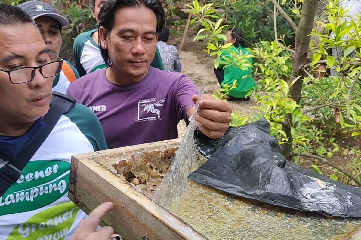 Madu lebah trigona diminati pasar