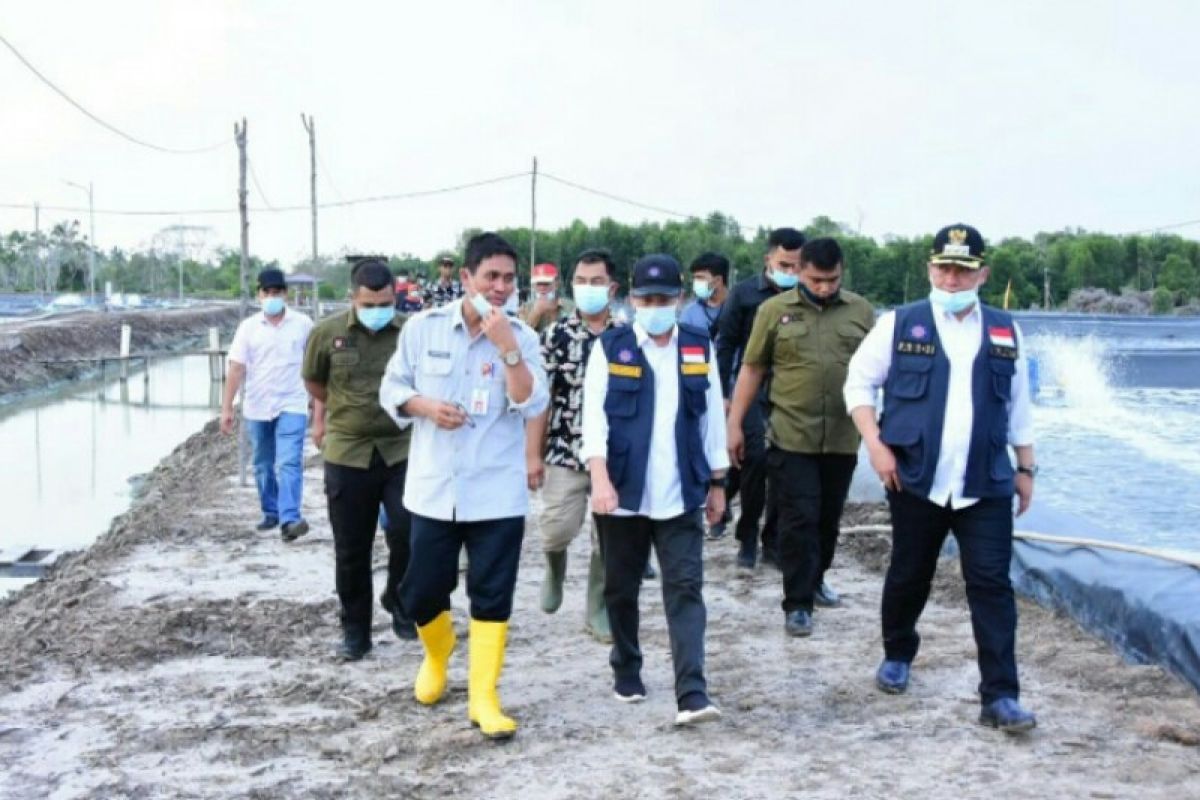 Gubri panen udang vaname di Rupat Utara