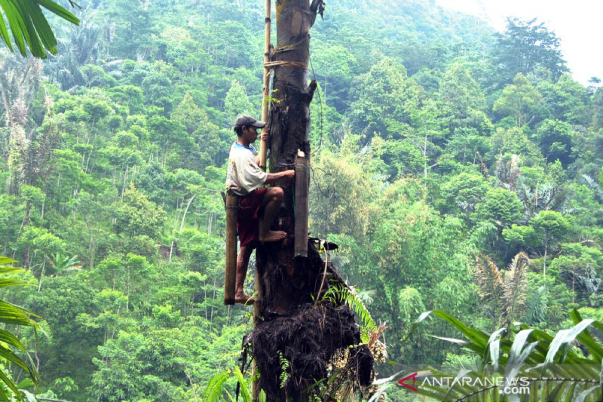 Temanggung galakkan penanaman pohon aren