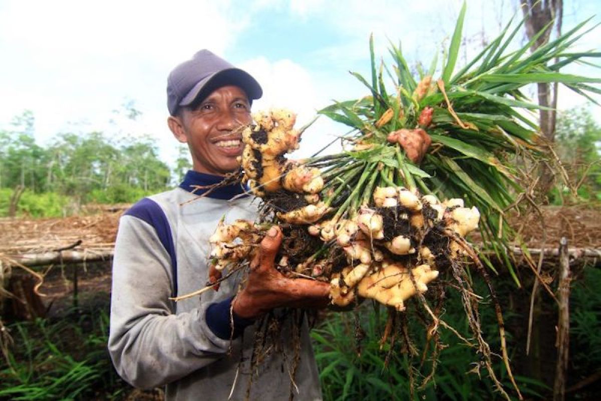 Petani Sumsel tertarik tanam jahe  karena harga Rp20.000/Kg