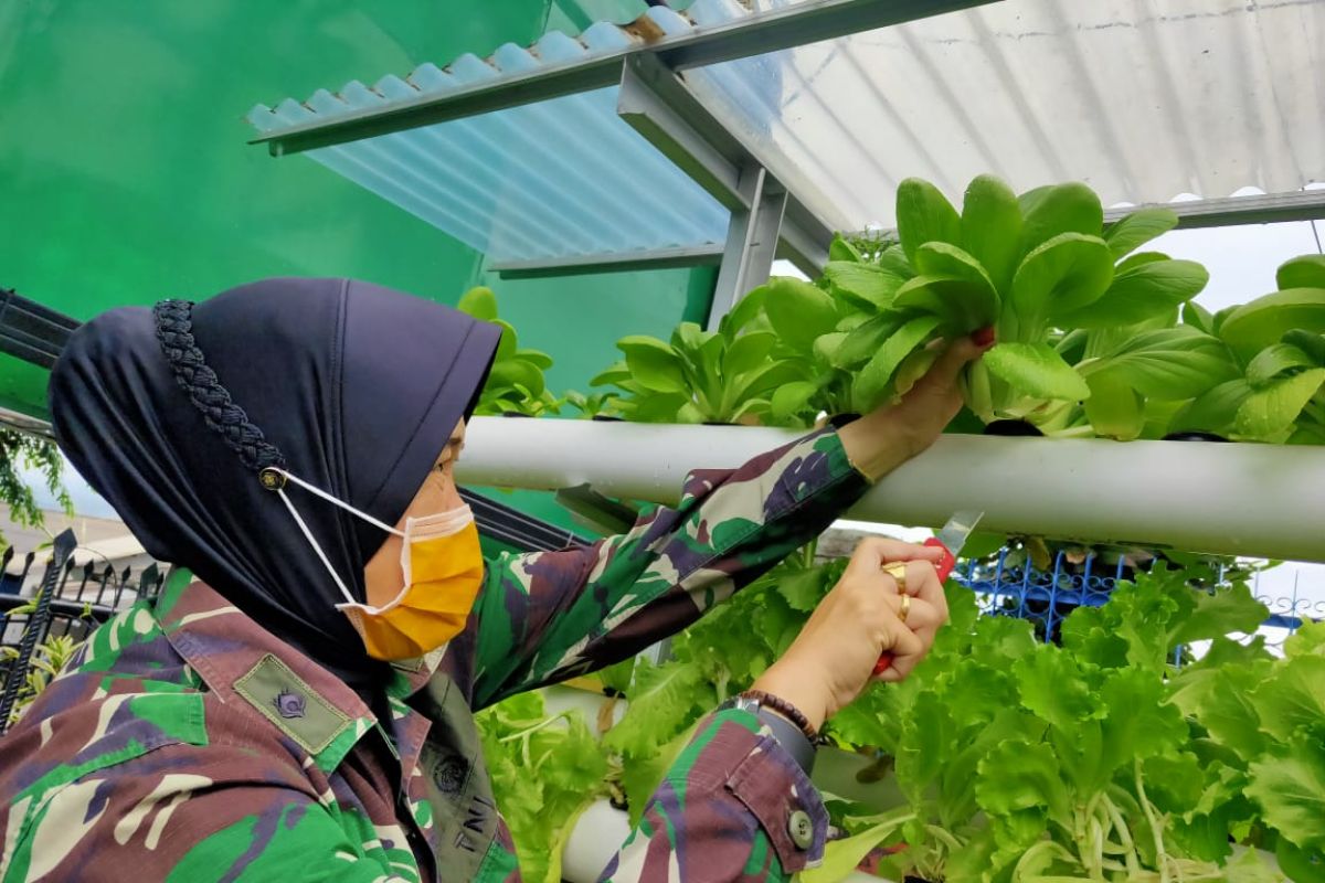 Dukung ketahanan pangan, Kodim 0410/KBL manfaatkan lahan untuk berkebun sayuran hidroponik