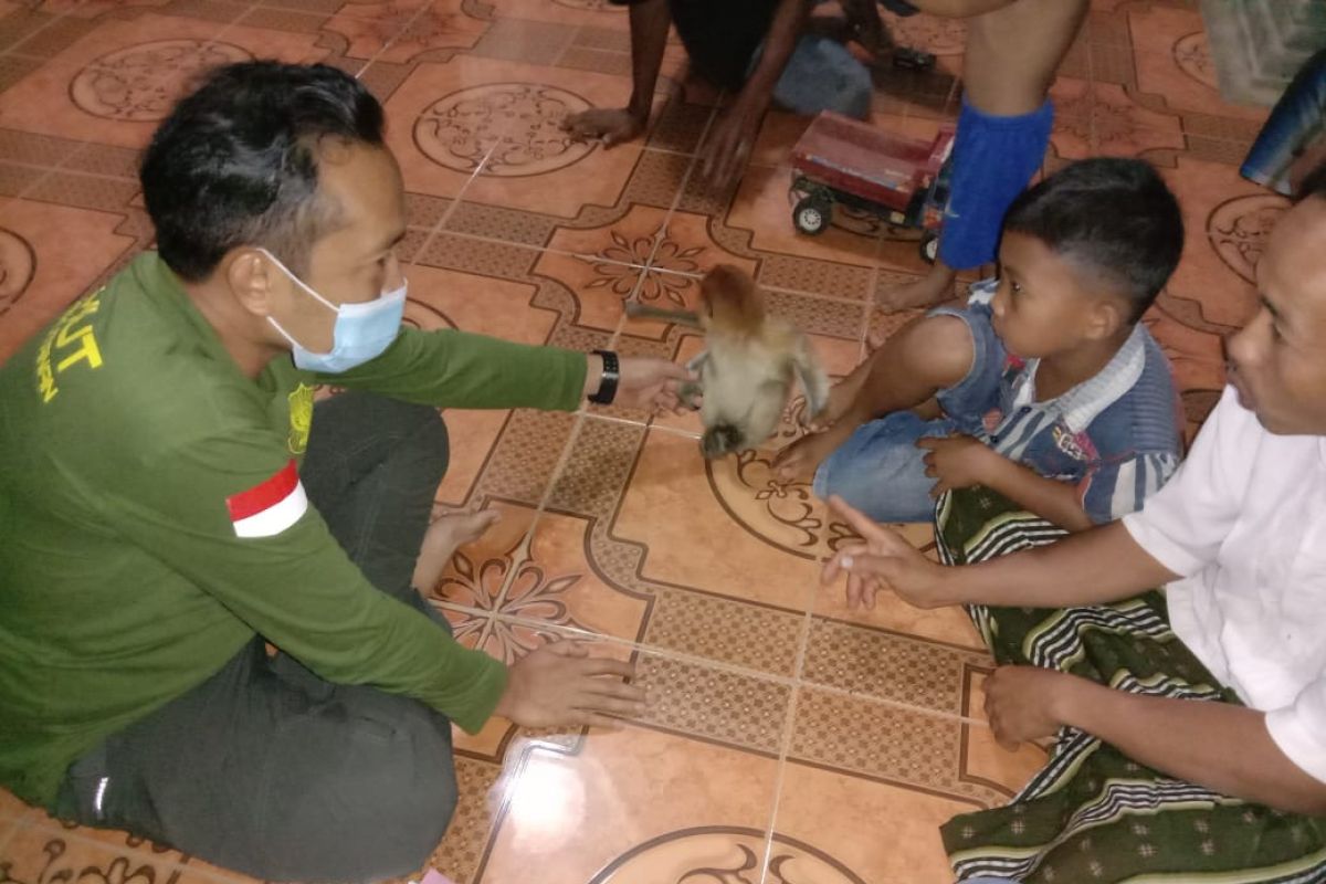 KPH Tabalong evakuasi anak Bekantan