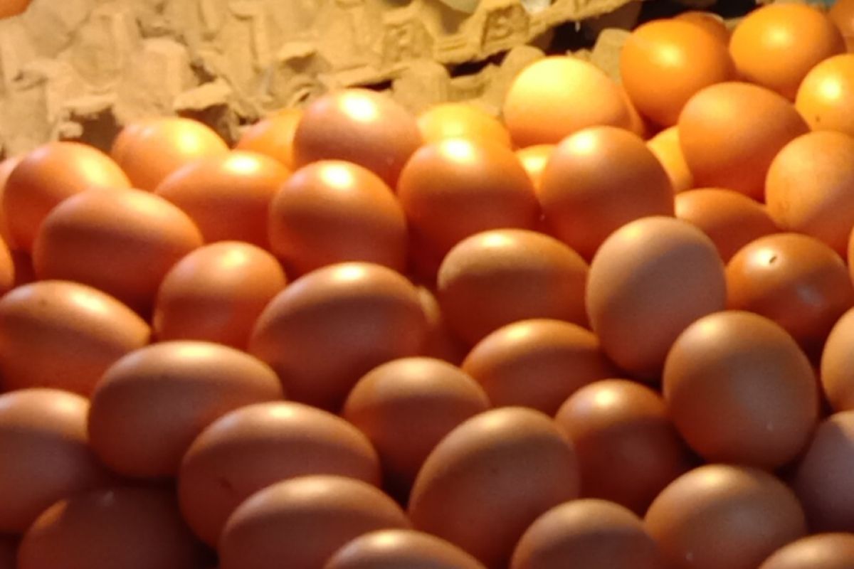 Harga telur ayam ras di pasar tradisional Ambon naik
