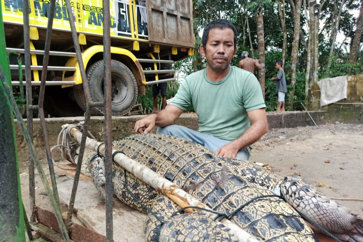 BKSDA tangkap buaya pemangsa ternak