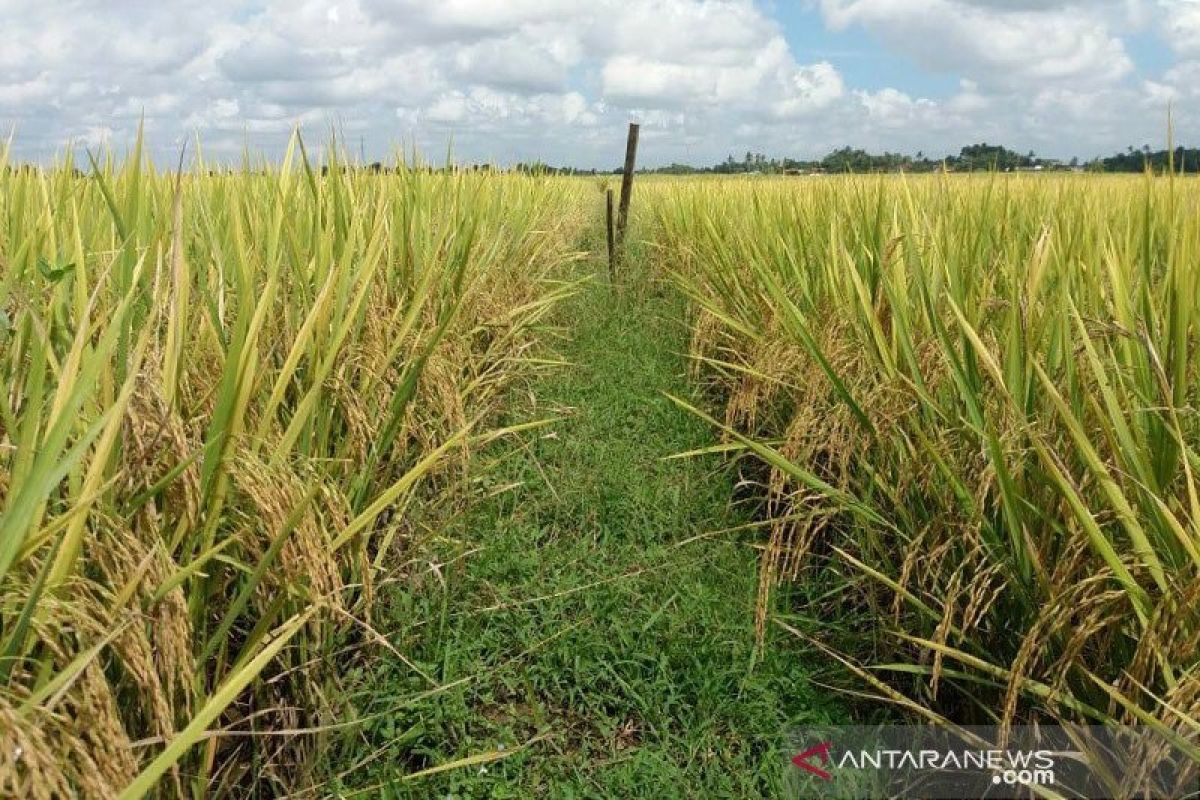 Anggota DPR ingin adanya subsidi harga kepada petani yang tanam padi Inpari
