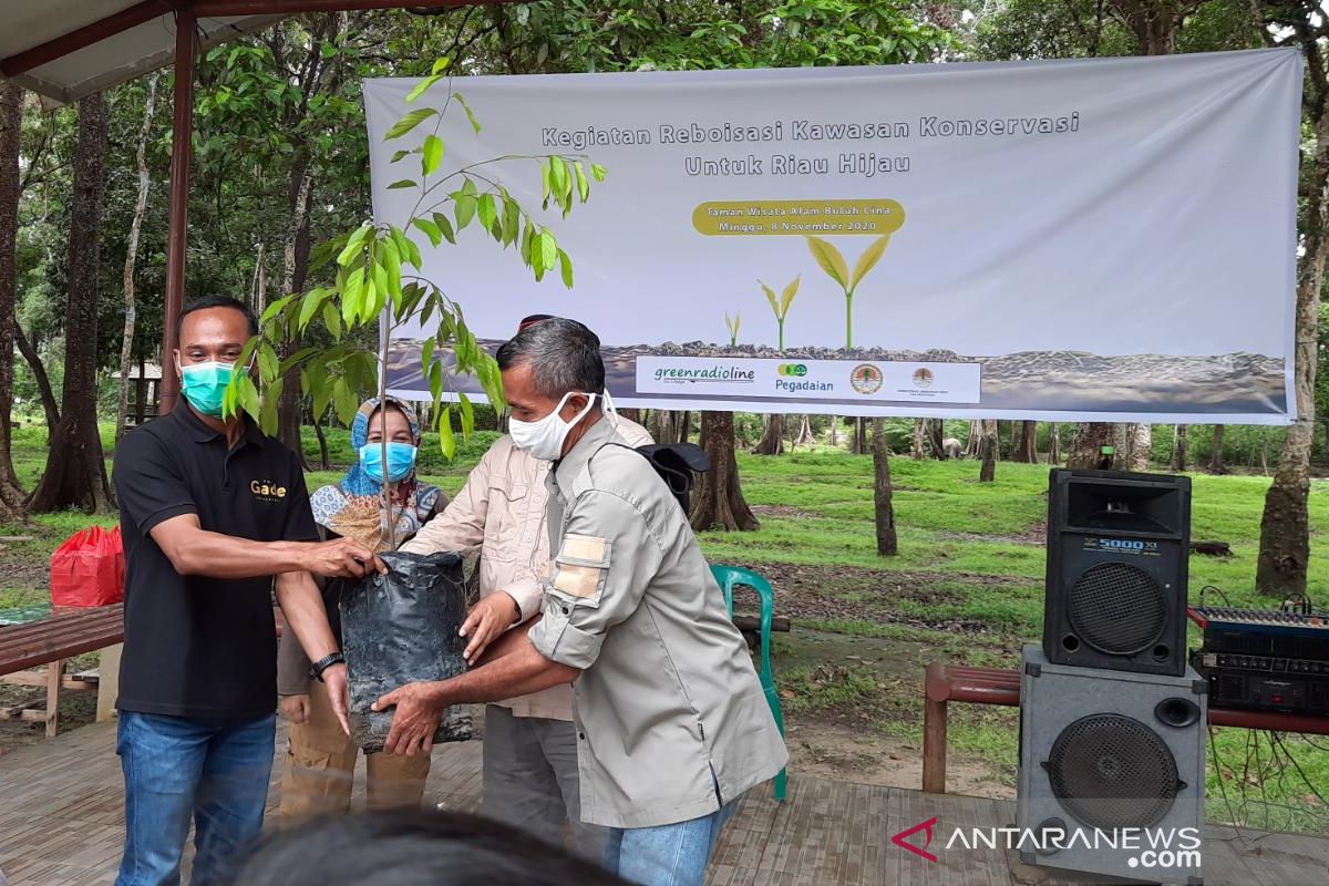 Greenradioline hijaukan lagi hutan bekas terbakar di TWA Buluh Cina