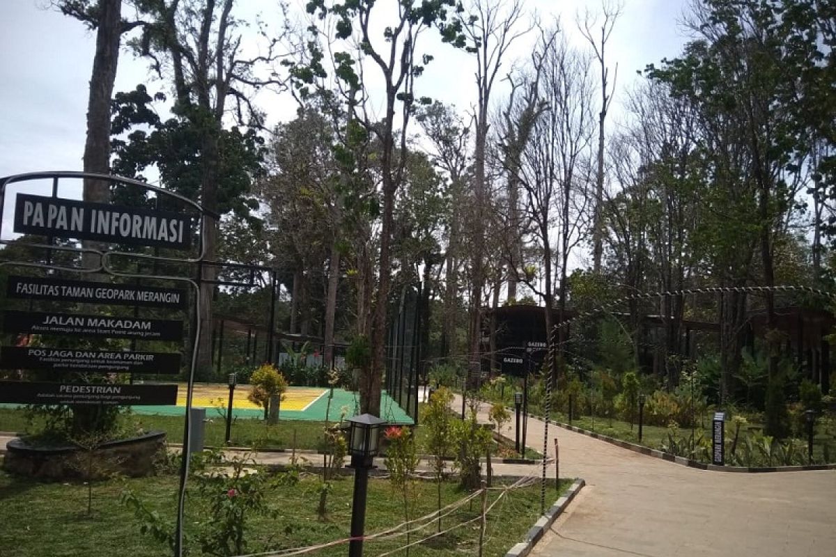 Pohon besar di bangunan Galeri Geopark Merangin meranggas terancam mati