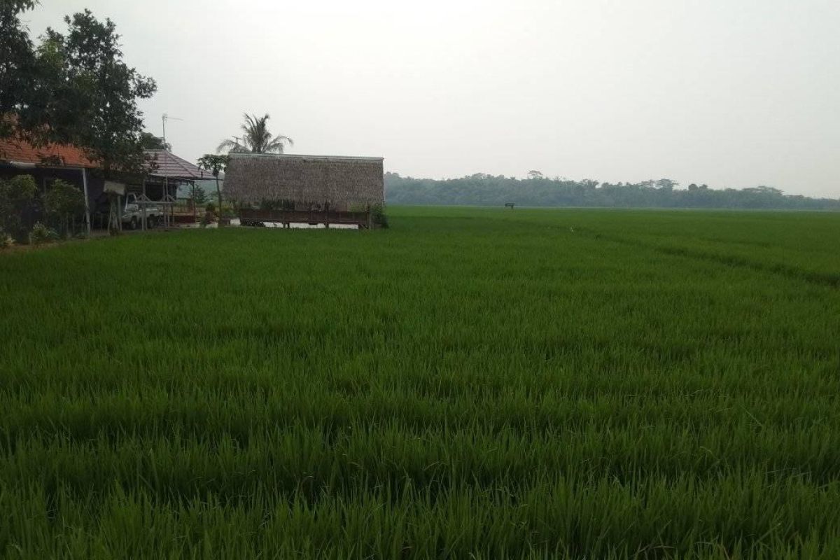 Distanbun Lebak ajak petani ikut asuransi