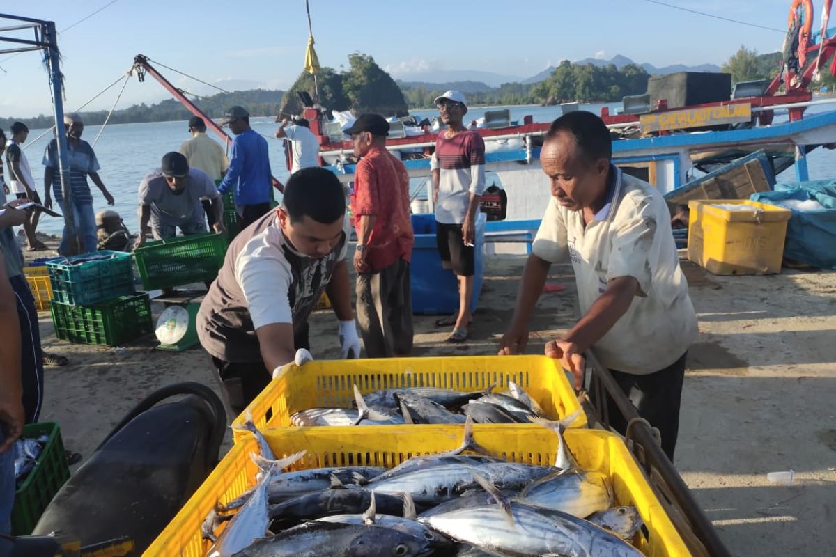 Permintaan ikan besar meningkat, hasil tangkapan nelayan Aceh Jaya menurun