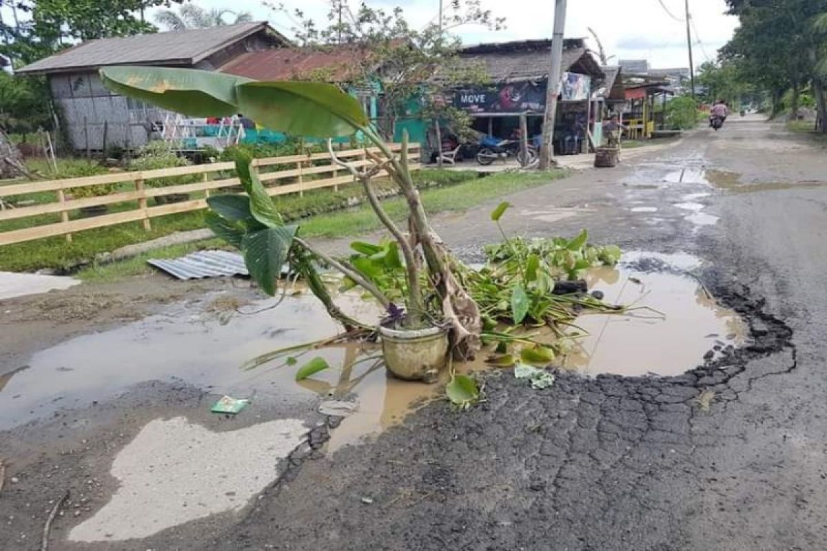 Ajaib, Jalan Karantina Pekubuan Tanjung Pura Langkat tumbuh pohon pisang