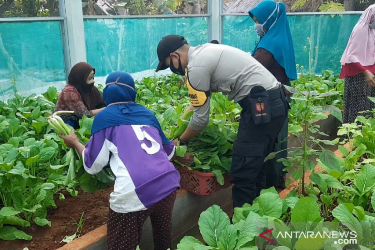 Bhabinkamtibmas Batubanawa Buton Tengah tanam sayuran bantu warga terdampak COVID-19