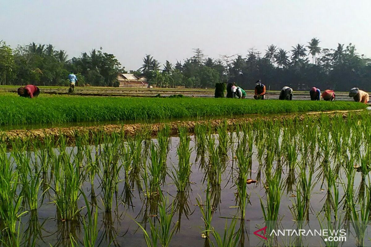 Realisasi tanam padi di Purwakarta pada 2020 melebihi target