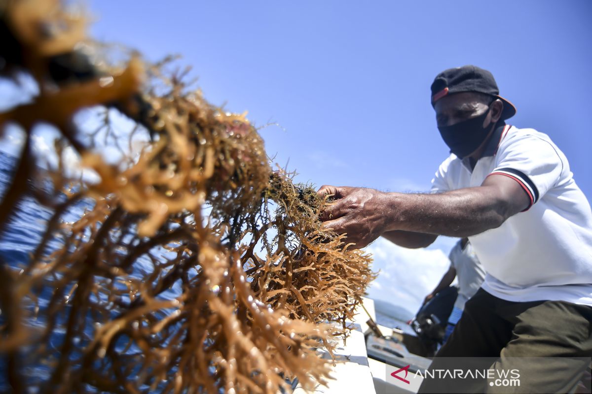 Ekspor 50 ton rumput laut ke China tertunda, terganjal izin karantina
